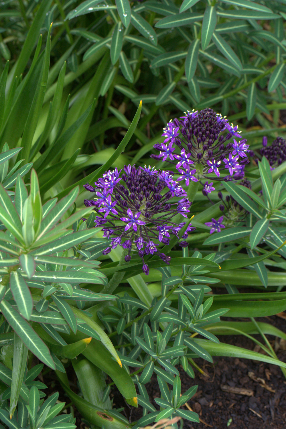Scilla peruviana - Image 3