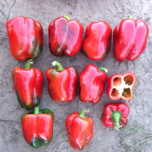 Capsicum 'Red Dream' F1 (Capsicum annuum)
