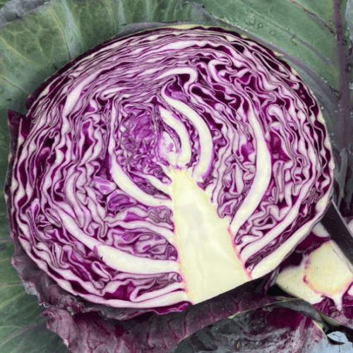 Cabbage 'Red Margarita' F1 (Brassica oleracea)