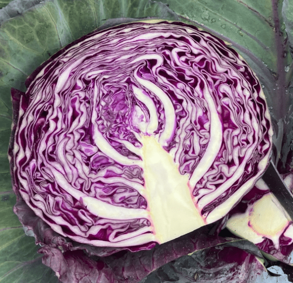 Cabbage 'Red Margarita' F1 (Brassica oleracea)
