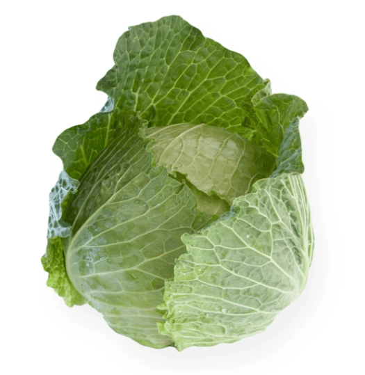 Cabbage Savoy 'Estrema' F1 (Brassica oleracea)