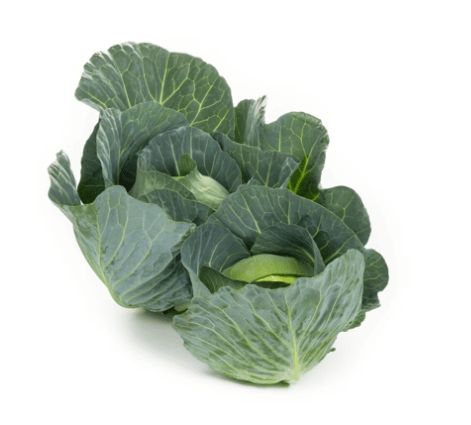 Alternative view of Cabbage 'Swingma' F1 (Brassica oleracea)