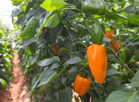 Capsicum Orange mini 'Triora' F1 (Capsicum annuum)