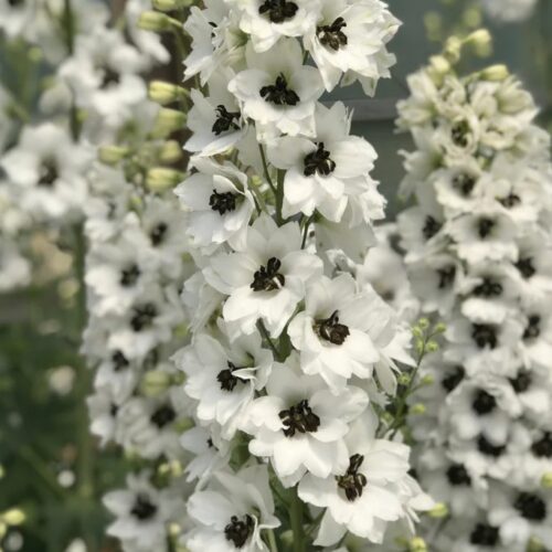 Delphinium ‘Black Eyed Angels’