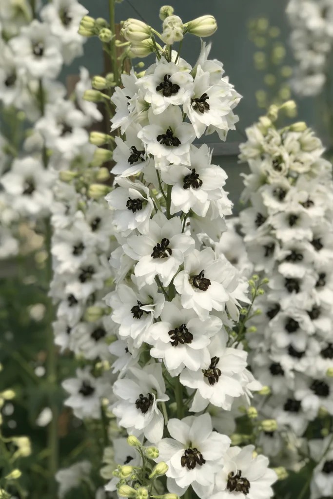 Delphinium ‘Black Eyed Angels’