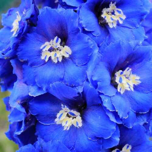 Delphinium ‘Cobalt Dreams’