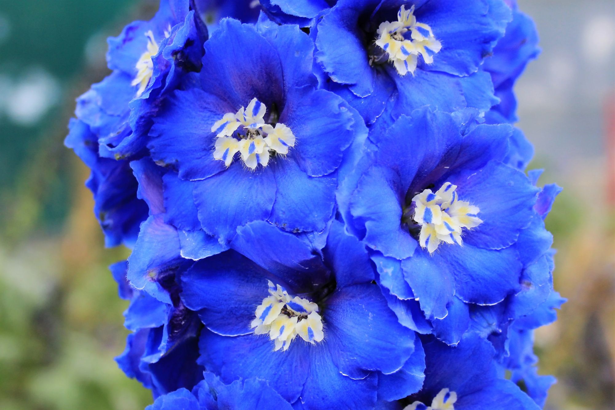 Delphinium ‘Cobalt Dreams’