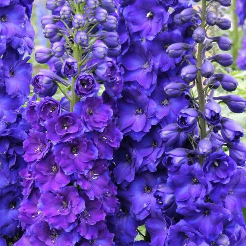 Delphinium ‘Pagan Purples’
