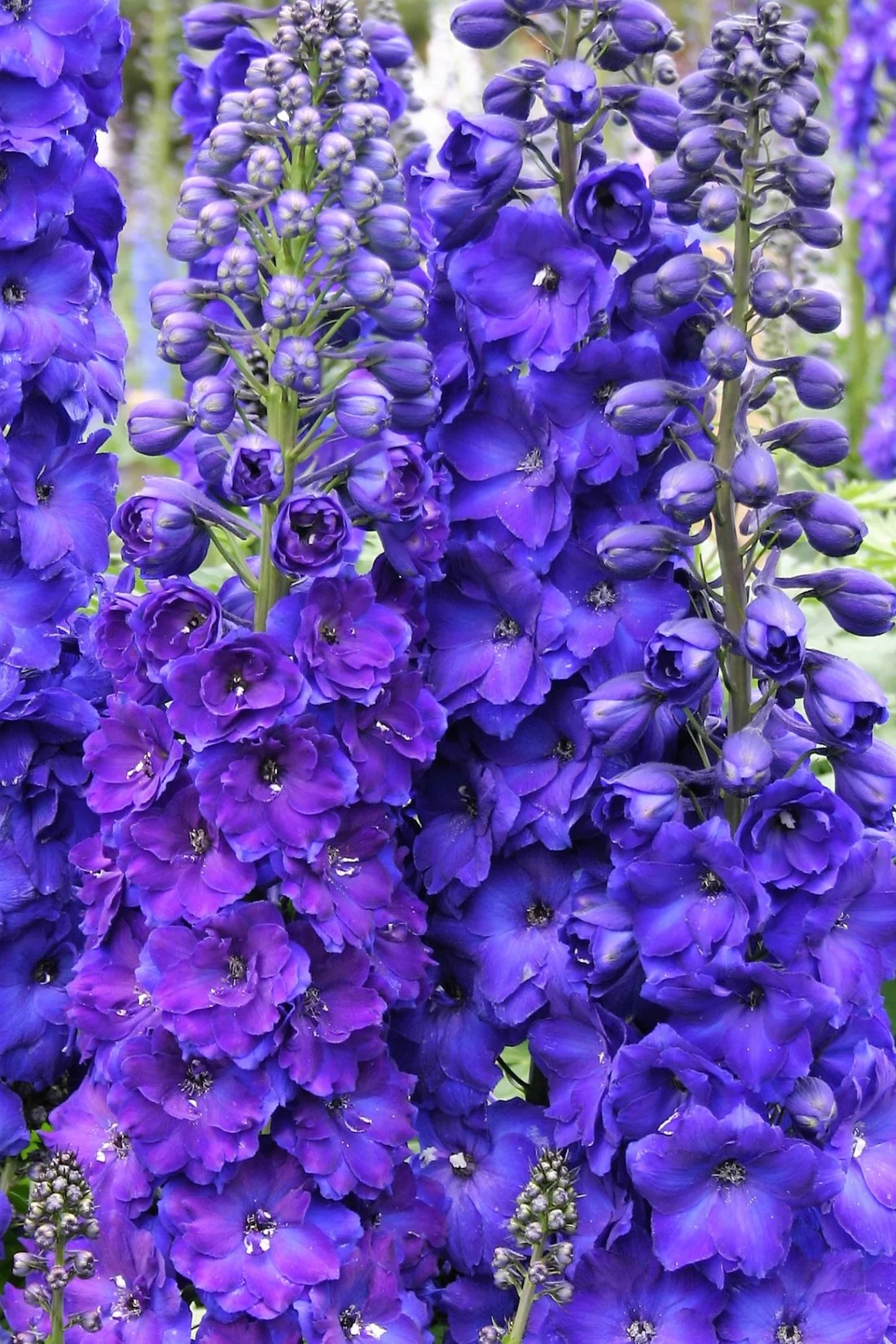 Delphinium ‘Pagan Purples’