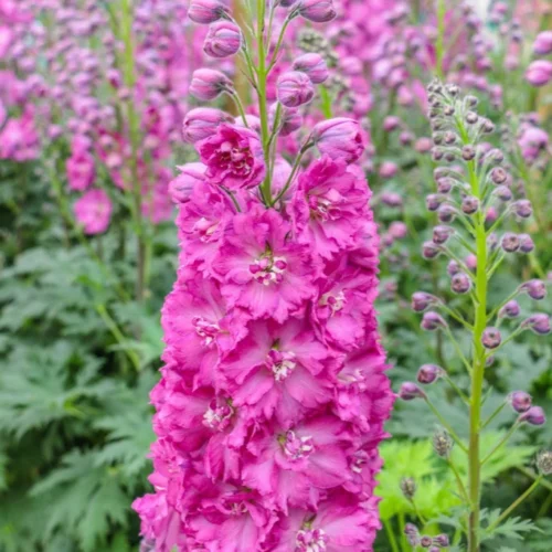 Delphinium ‘Pink Punch’