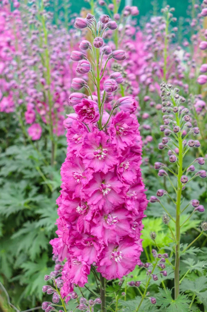 Delphinium ‘Pink Punch’
