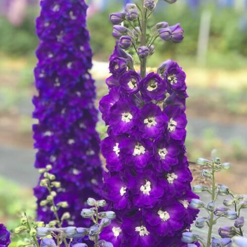 Delphinium ‘Purple Passion’ - Image 3