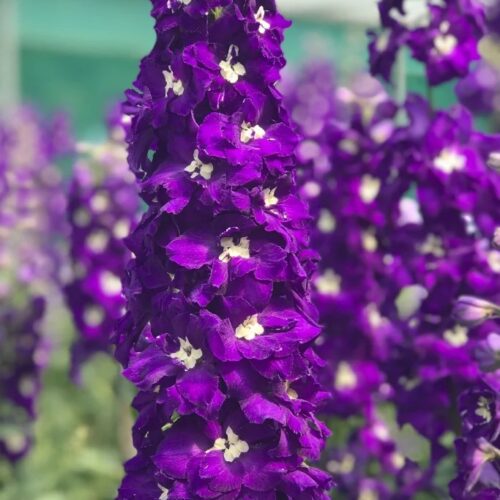 Delphinium ‘Purple Passion’