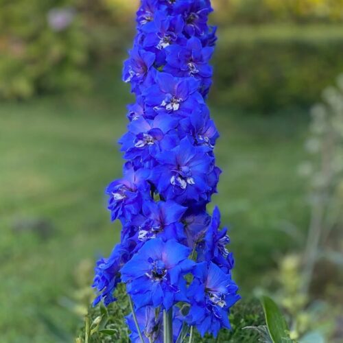 Delphinium ‘Sapphire Jewels’