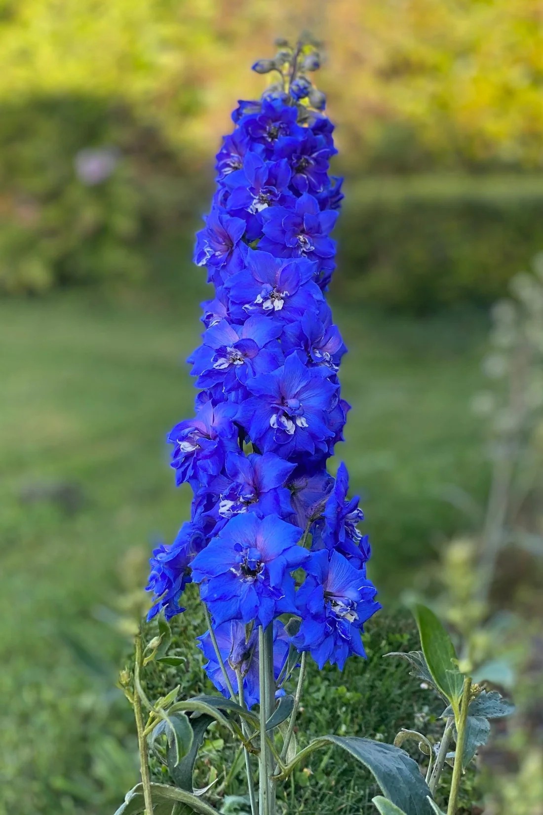 Delphinium ‘Sapphire Jewels’