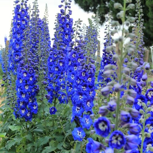 Delphinium ‘Cobalt Dreams’ - Image 2