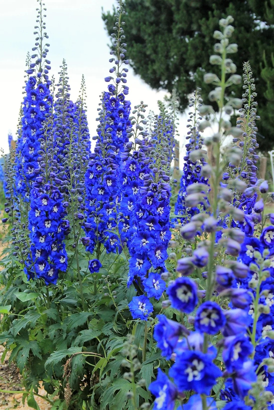 Delphinium ‘Cobalt Dreams’ - Image 2