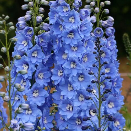 Delphinium ‘Sunny Skies’