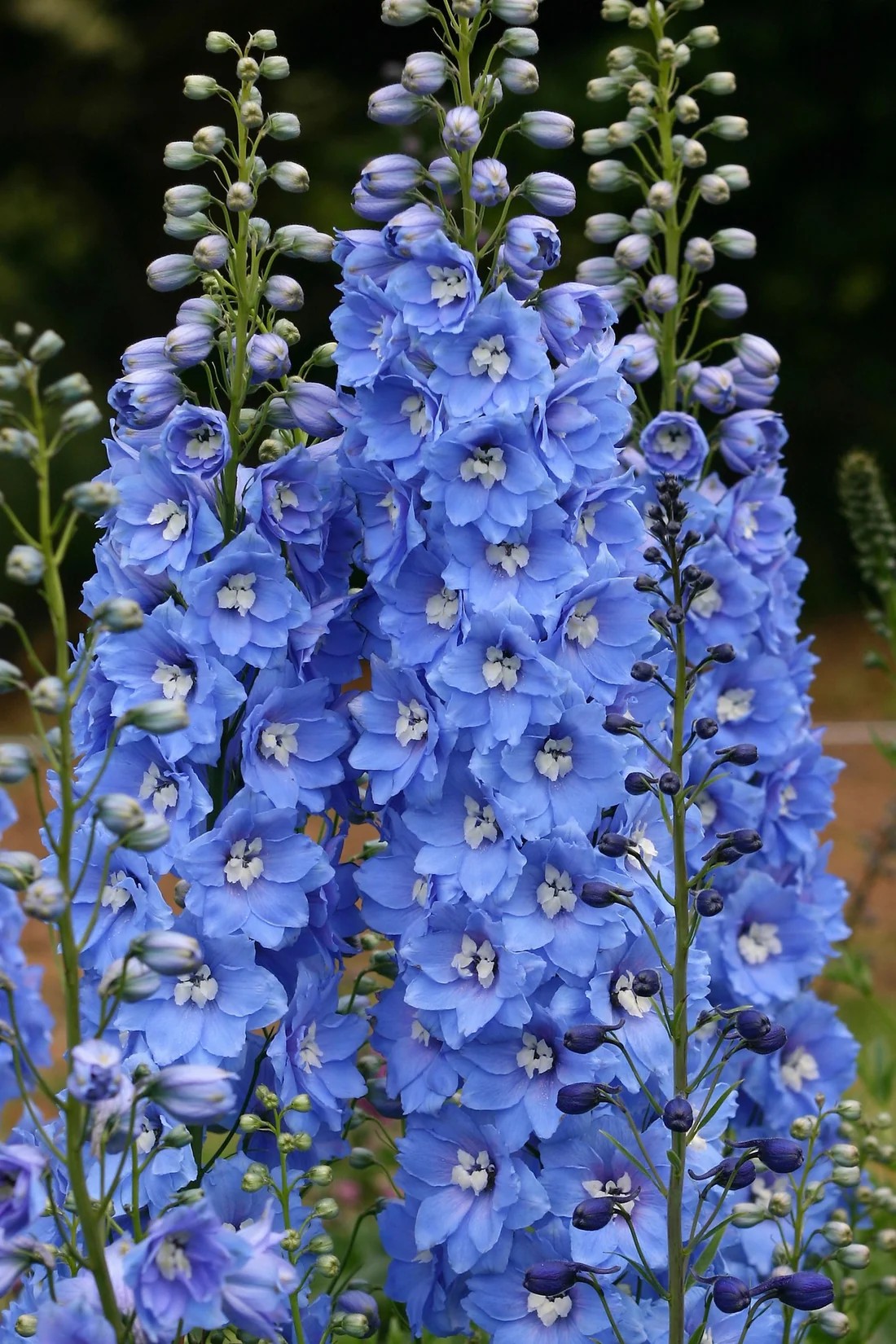 Delphinium ‘Sunny Skies’
