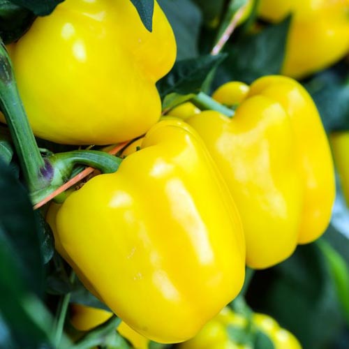 Capsicum 'Kiiroi' F1 (Capsicum annuum)