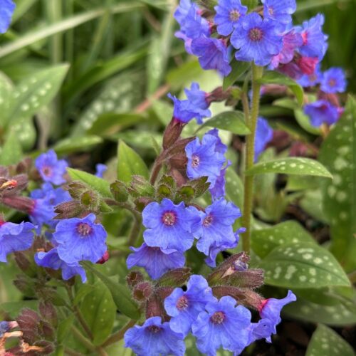 Pulmonaria saccharata ‘Highdown’