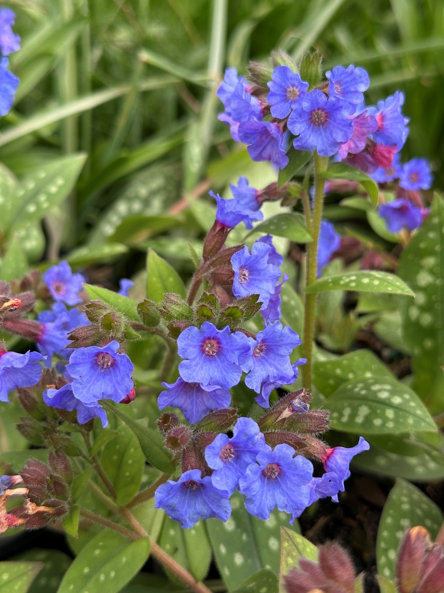 Pulmonaria saccharata ‘Highdown’