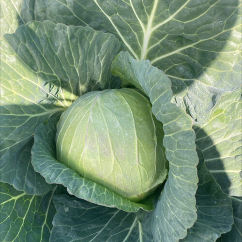 Cabbage 'Warrior' F1 (Brassica oleracea)