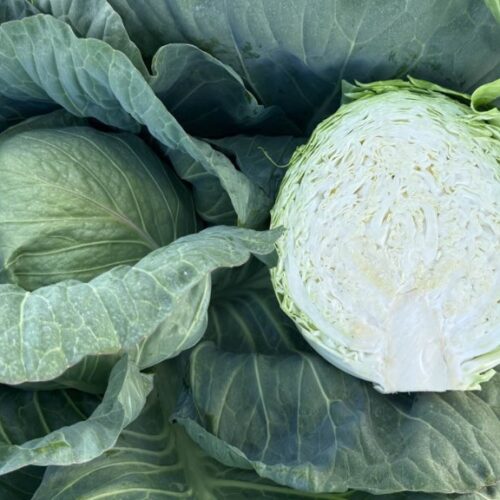 Alternative view of Cabbage 'Warrior' F1 (Brassica oleracea)