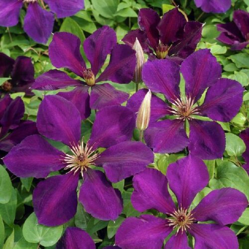 Clematis ‘Gipsy Queen’