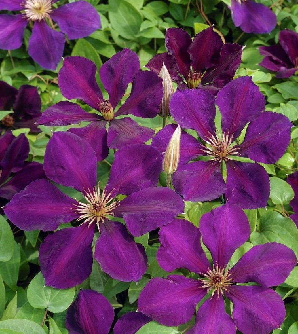 Clematis ‘Gipsy Queen’