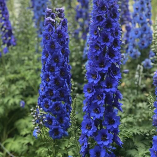 Delphinium ‘Blue Buccaneers’