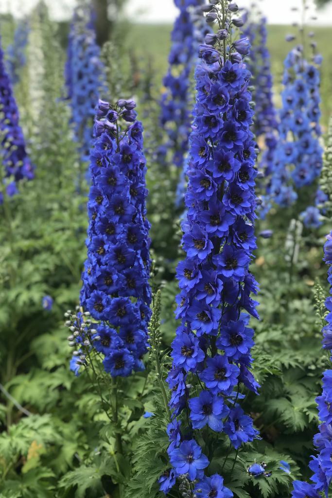 Delphinium ‘Blue Buccaneers’