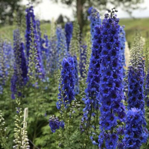 Delphinium ‘Blue Buccaneers’ - Image 2