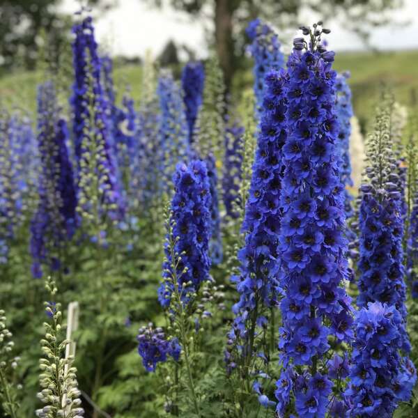 Delphinium ‘Blue Buccaneers’ - Image 2