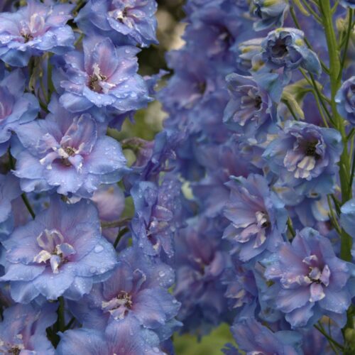 Delphinium ‘Blue Lace’