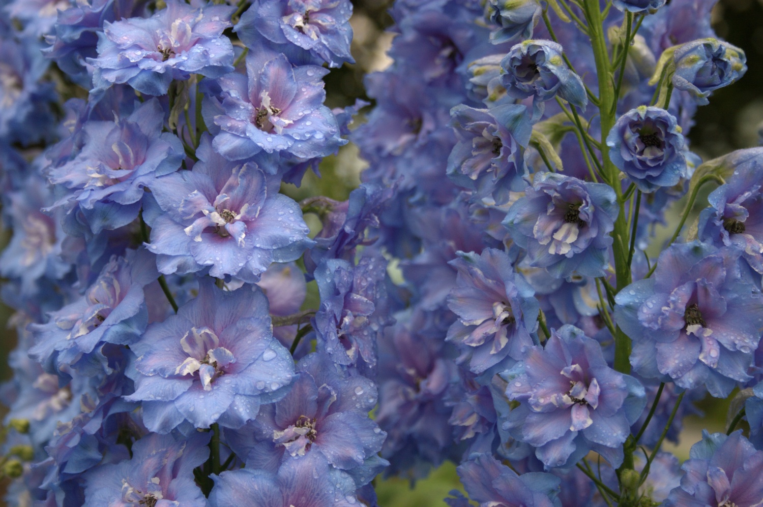 Delphinium ‘Blue Lace’