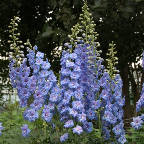 Alternative view of Delphinium ‘Blue Lace’