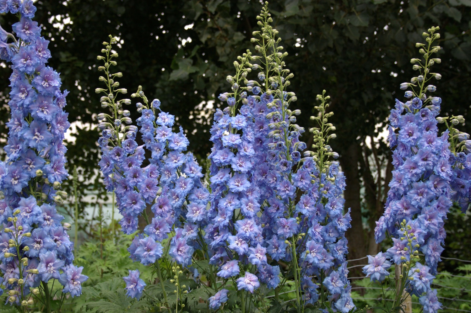 Delphinium ‘Blue Lace’ - Image 2