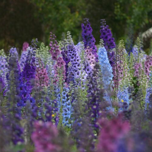 Delphinium ‘Blue Lace’ - Image 3