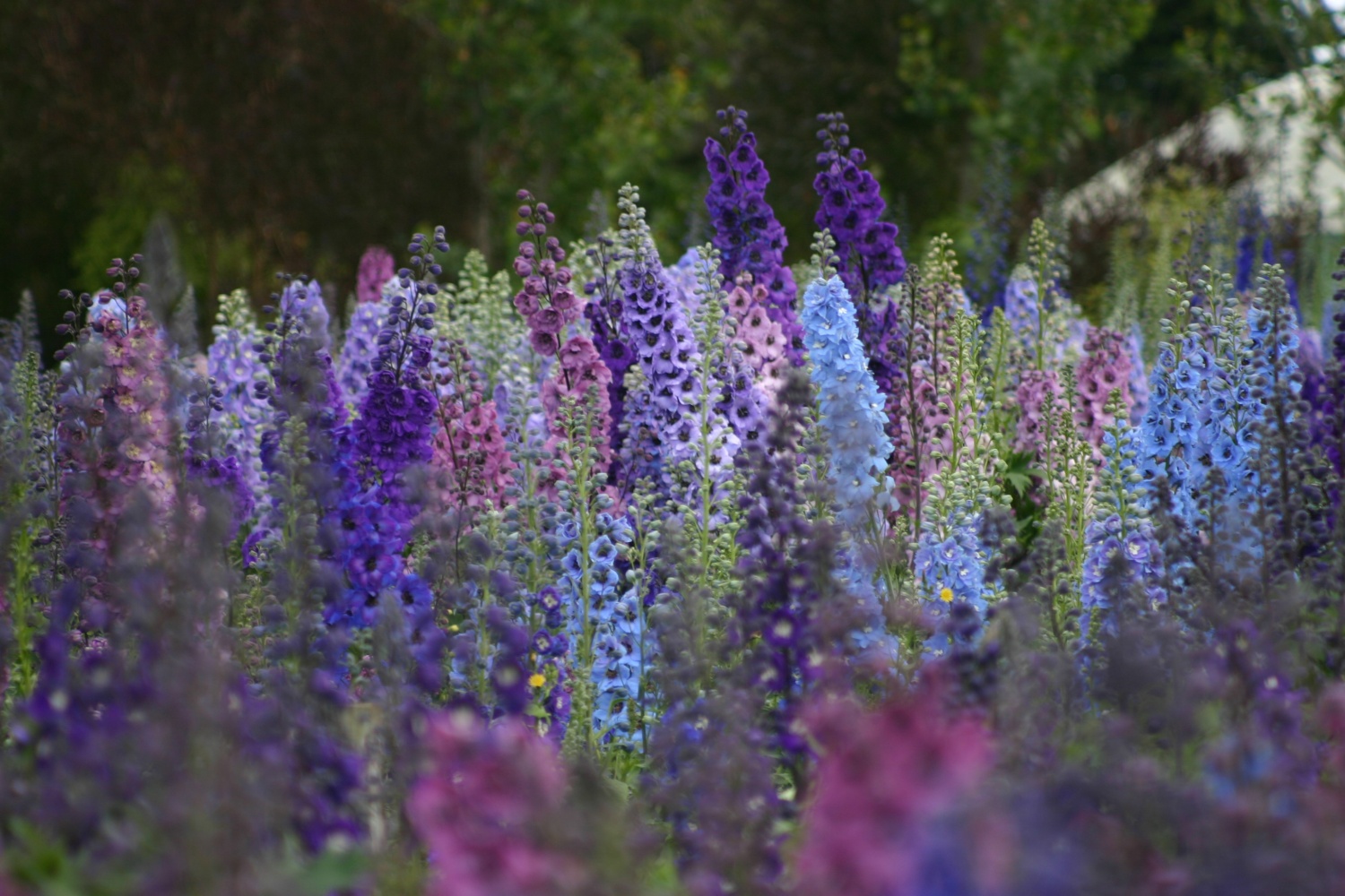 Delphinium ‘Blue Lace’ - Image 3