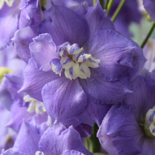 Delphinium ‘Lilac Ladies’