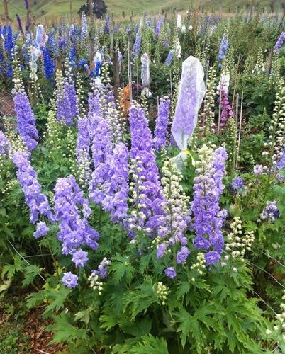 Alternative view of Delphinium ‘Lilac Ladies’