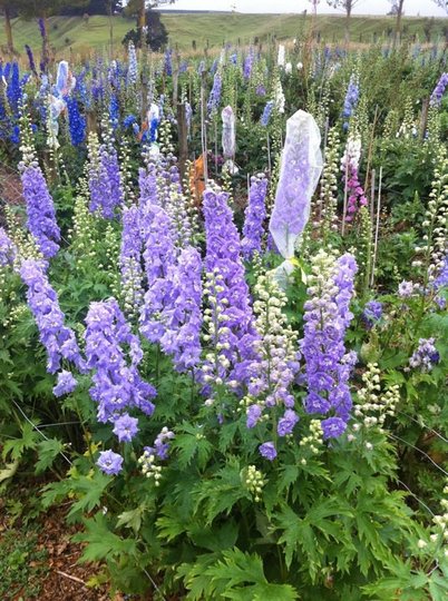 Delphinium ‘Lilac Ladies’ - Image 2