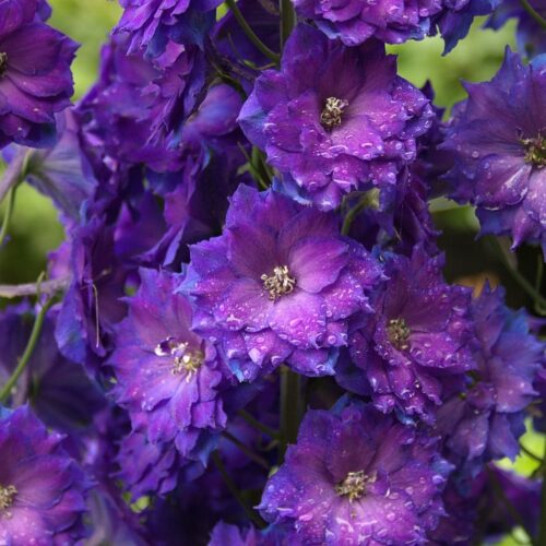 Delphinium ‘Pagan Purples’ - Image 4