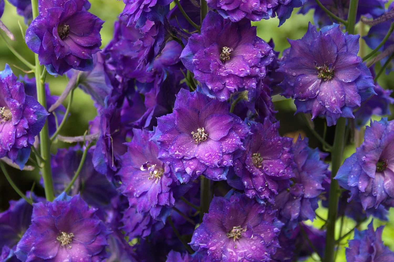 Delphinium ‘Pagan Purples’ - Image 4