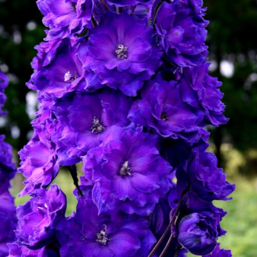 Delphinium ‘Pagan Purples’ - Image 3