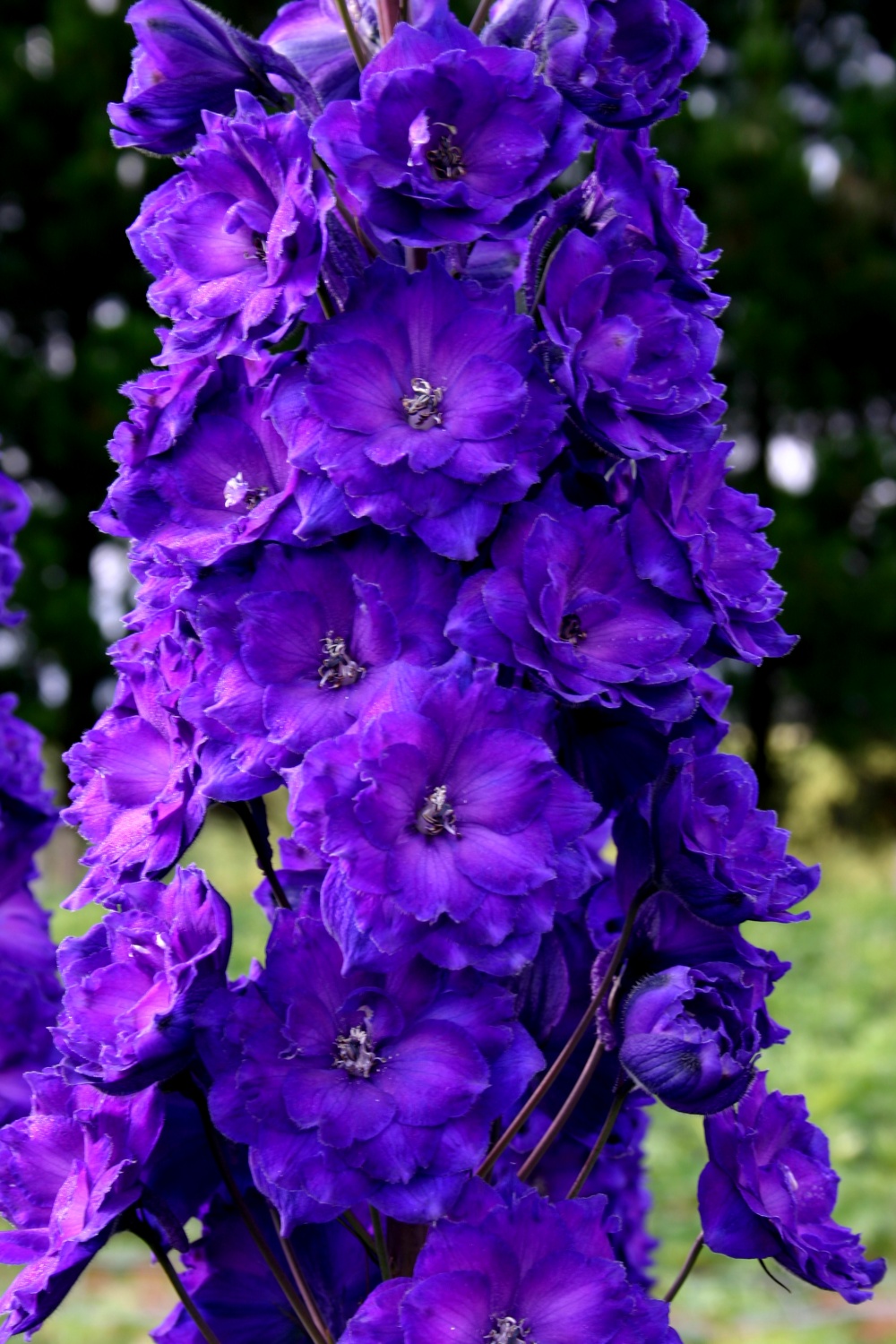 Delphinium ‘Pagan Purples’ - Image 3