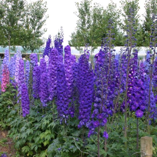 Alternative view of Delphinium ‘Pagan Purples’