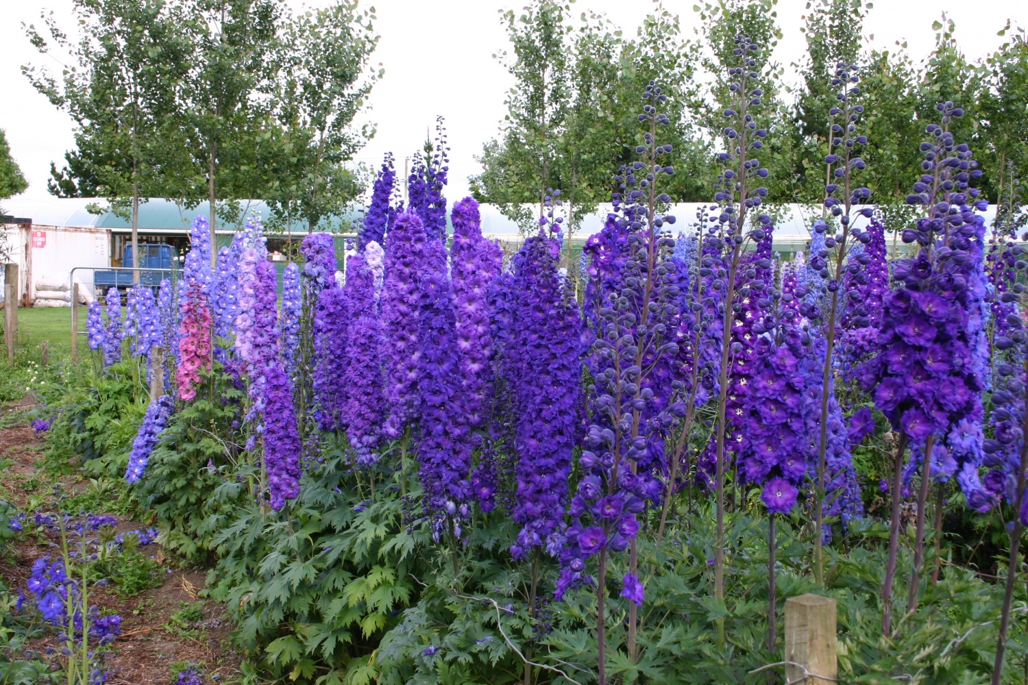 Delphinium ‘Pagan Purples’ - Image 2
