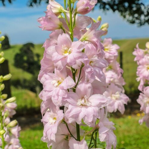 Delphinium ‘Pink Princess’